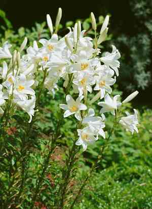 Madonna lily(Lilium candidum)