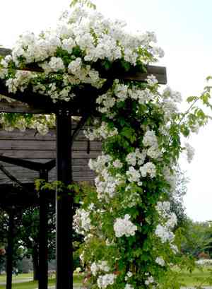 Multiflora rose(Rosa multiflora)