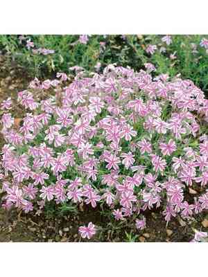 Creeping phlox(Phlox subulata)