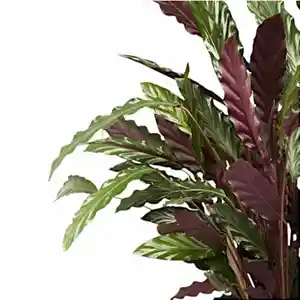 Furry Feather Calathea(Goeppertia rufibarba)