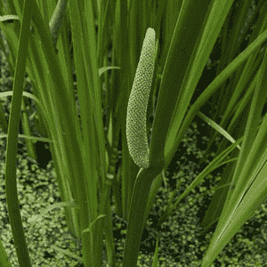 Sweet flag(Acorus calamus)