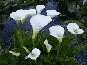 Water Arum(Calla palustris)