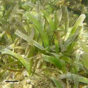 Turtle grass(Thalassia testudinum)