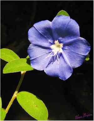 Dwarf morning glory(Evolvulus alsinoides)