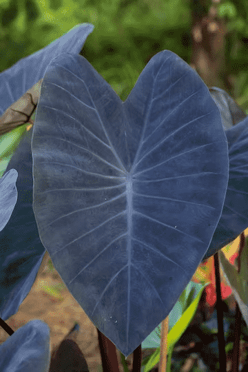 Taro(Colocasia esculenta)