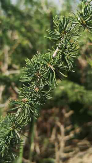 White asparagus(Asparagus albus)