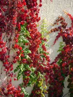 Virginia creeper(Parthenocissus quinquefolia)