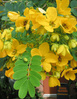 Tipu tree