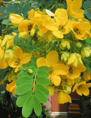 Tipu tree(Tipuana tipu)