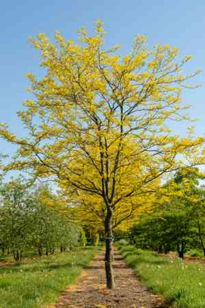 Honey locust(Gleditsia triacanthos)
