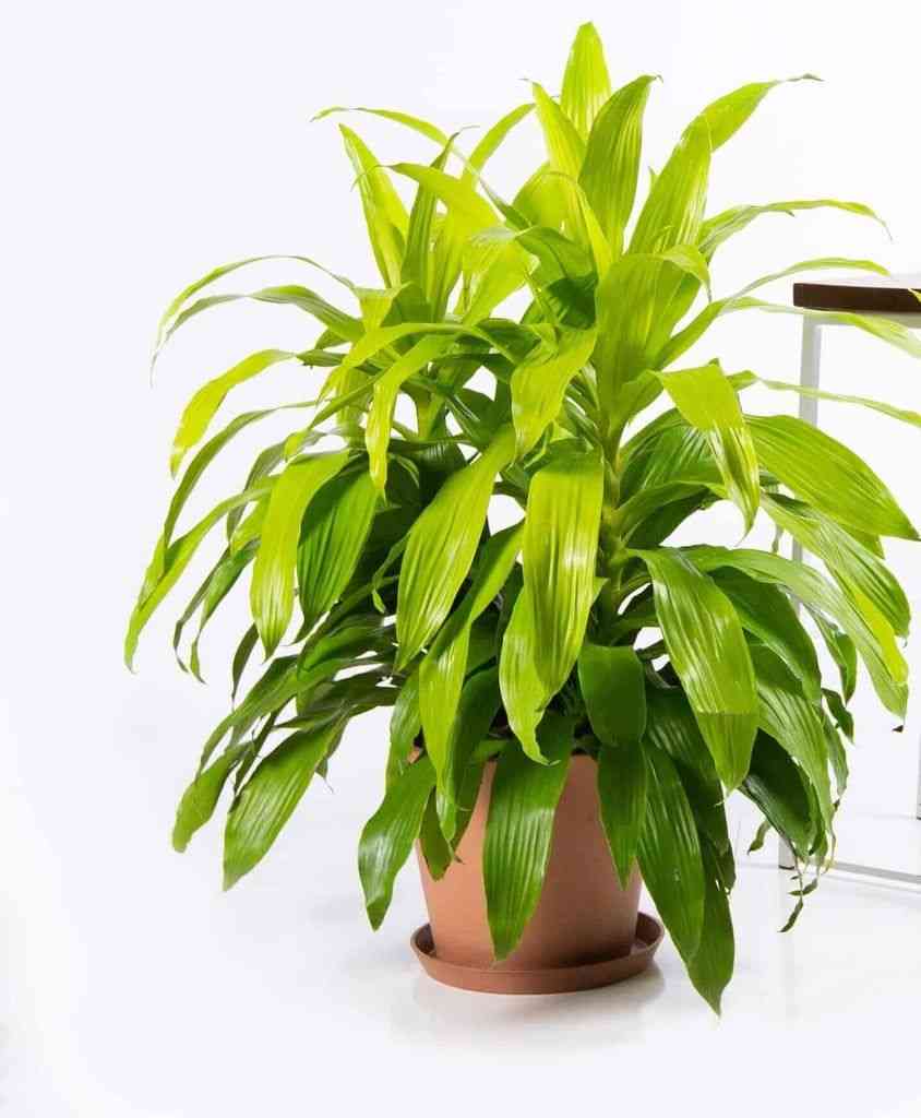 Corn plant(Dracaena fragrans)