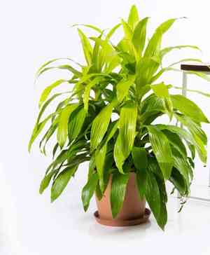 Corn plant(Dracaena fragrans)