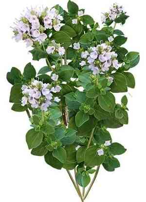 Sweet marjoram(Origanum majorana)