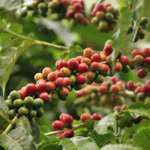 Arabian coffee(Coffea arabica)