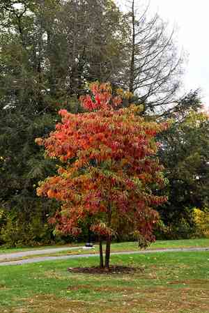 Common sassafras(Sassafras albidum)