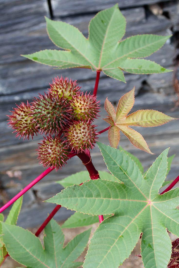Castor bean