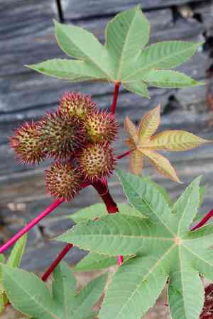 Castor bean(Ricinus communis)