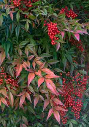 Heavenly bamboo(Nandina domestica)
