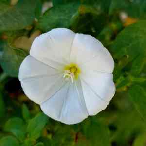 Black bindweed(Fallopia convolvulus)