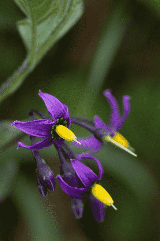 Bittersweet(Solanum dulcamara)