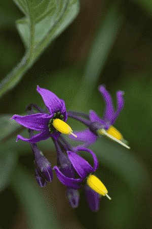 Bittersweet(Solanum dulcamara)