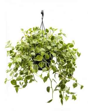 Vining Peperomia(Peperomia serpens)