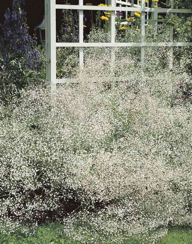 Baby's breath(Gypsophila paniculata)