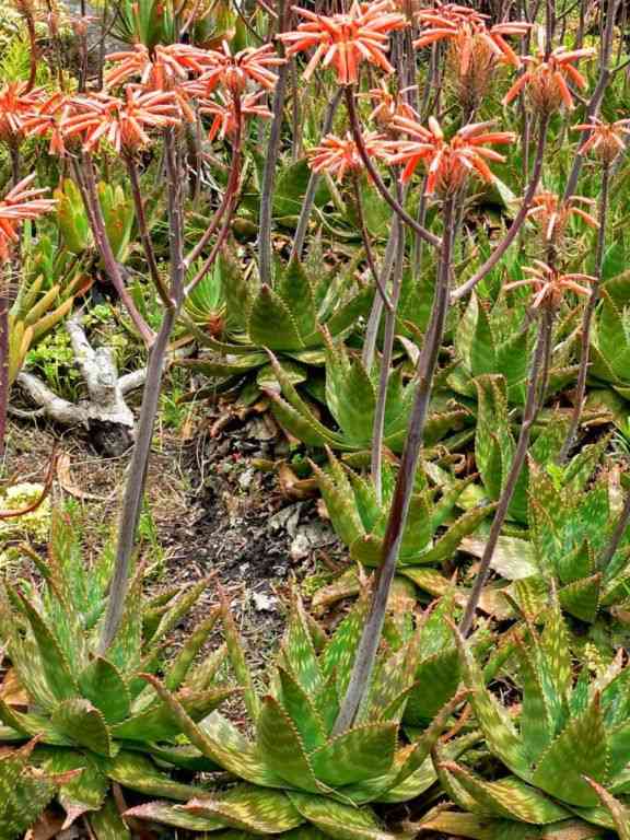 Soap aloe(Aloe maculata)