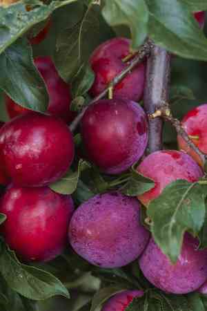 European plum(Prunus domestica)