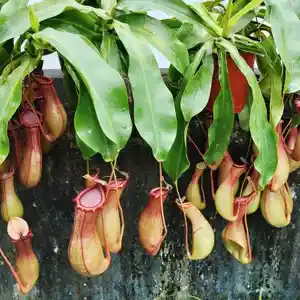 Nepenthes spp.(Nepenthes spp.)