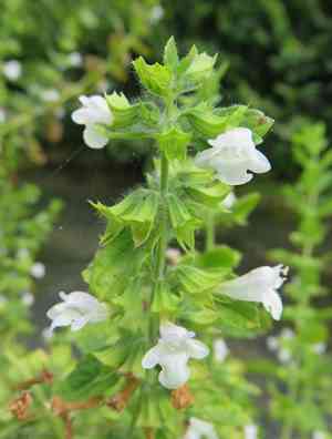 Lemon balm(Melissa officinalis)