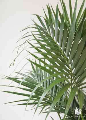 Kentia palm(Howea forsteriana)