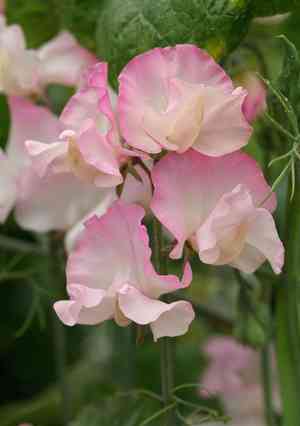 Sweet pea(Lathyrus odoratus)