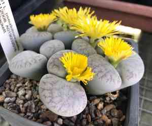 Truncate living stone(Lithops pseudotruncatella)