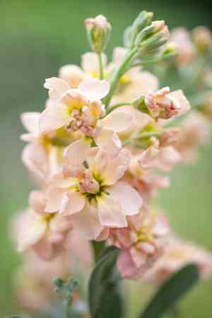 Tenweeks stock(Matthiola incana)