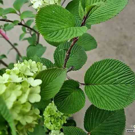Panicle hydrangea(Hydrangea paniculata)