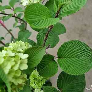 Panicle hydrangea(Hydrangea paniculata)