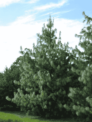 Himalayan pine(Pinus wallichiana)