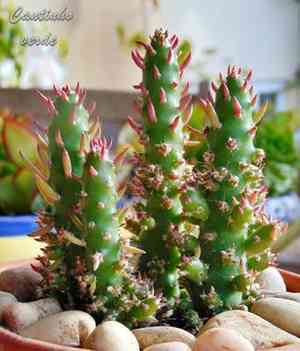 Eve's pin(Austrocylindropuntia subulata)