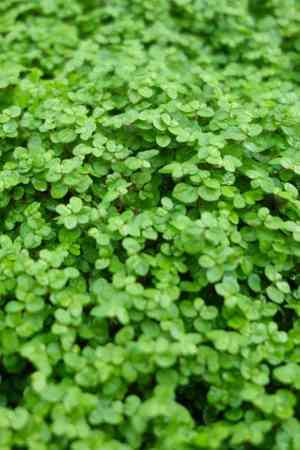 Baby's tears(Soleirolia soleirolii)