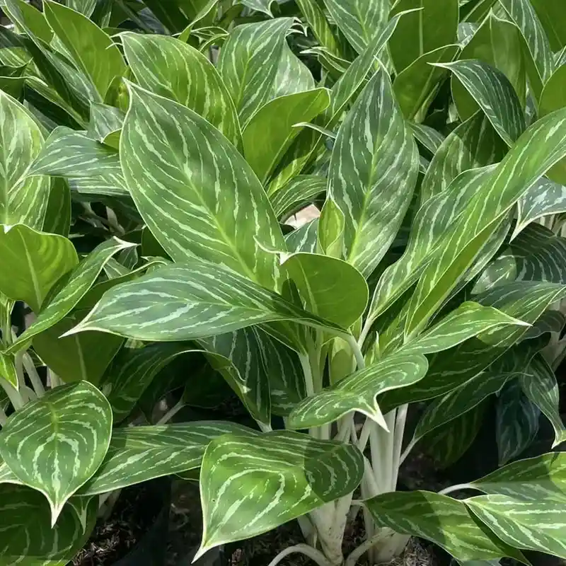 Chinese evergreen(Aglaonema commutatum)