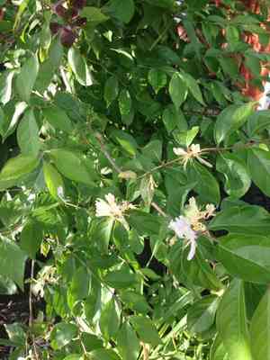 Amur honeysuckle(Lonicera maackii)