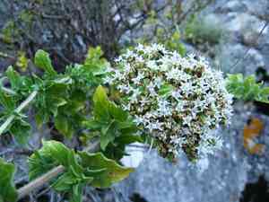 Greek oregano(Origanum onites)