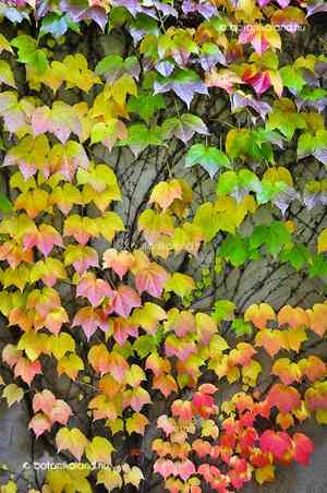 Boston ivy(Parthenocissus tricuspidata)