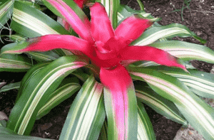 Blushing Bromeliad(Neoregelia carolinae)
