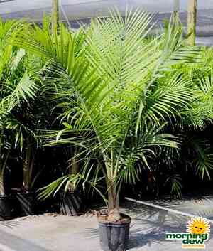Majestic palm(Ravenea rivularis)