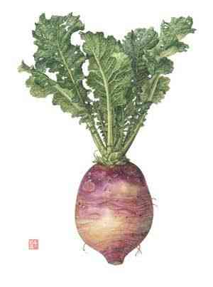 Radish(Raphanus sativus)