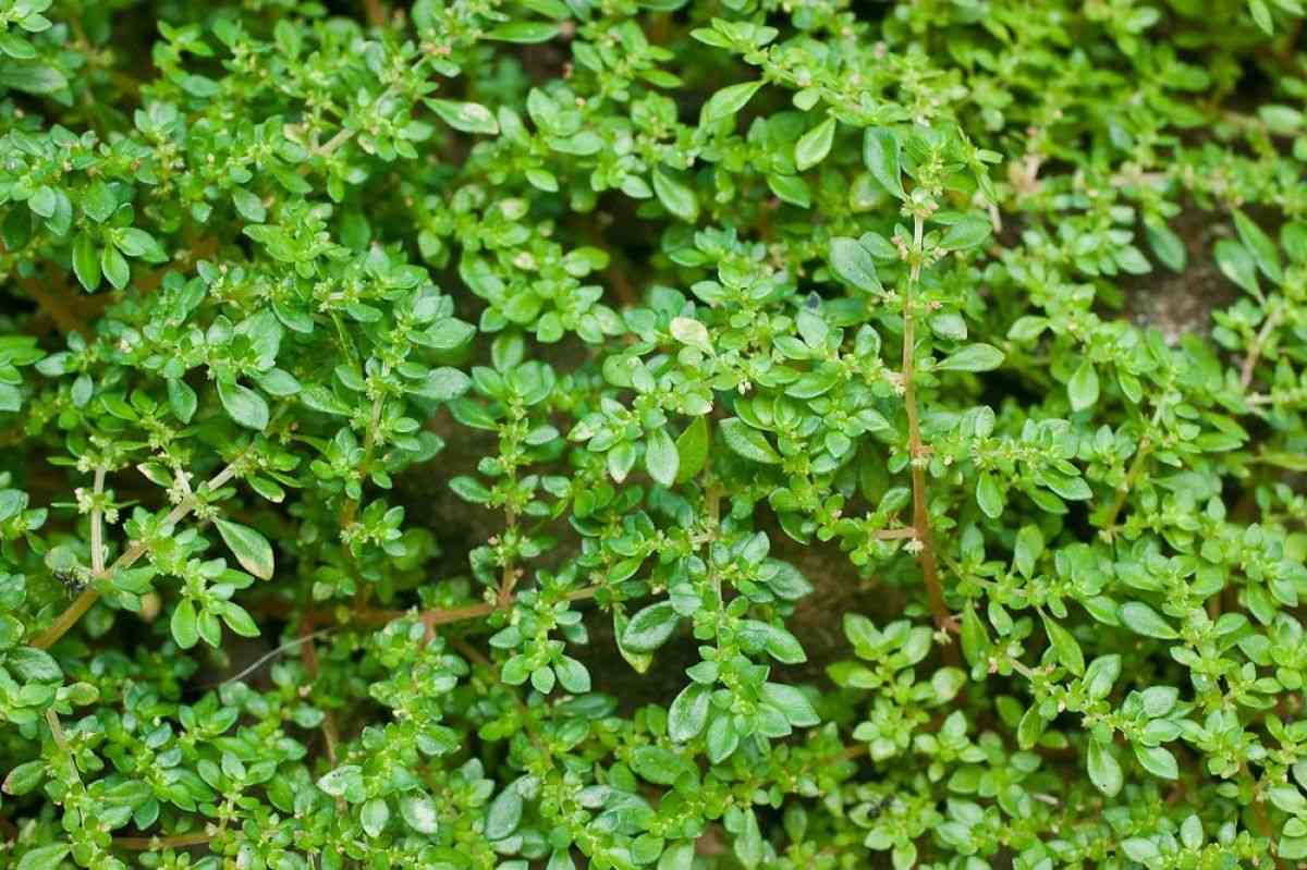 Artillery plant(Pilea microphylla)