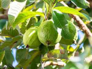 Guava(Psidium guajava)