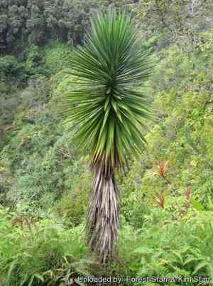 Aloe yucca(Yucca aloifolia)